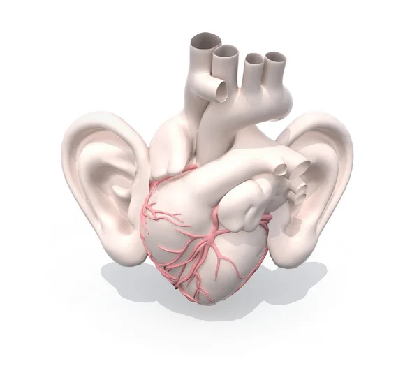 human heart organ with big ears