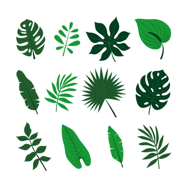 Τροπικά φύλλα set. Φύλλα φοινίκων ζούγκλα συλλογή. — Διανυσματικό Αρχείο