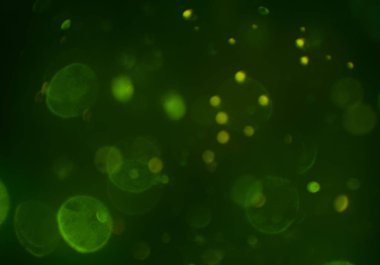 kopya alanı ile bokeh ışıkları dijital arka plan