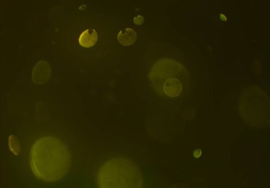 bokeh ile parlak soyut arka plan, ışıltı parlayan duvar kağıdı