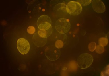 bokeh ile parlak soyut arka plan, ışıltı parlayan duvar kağıdı