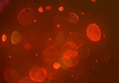 Bokeh ışıkları ile soyut arkaplan