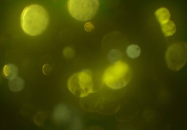 bokeh ile soyut arka plan, parlayan duvar kağıdı