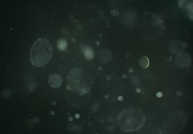 bokeh ile soyut arka plan, parlayan duvar kağıdı