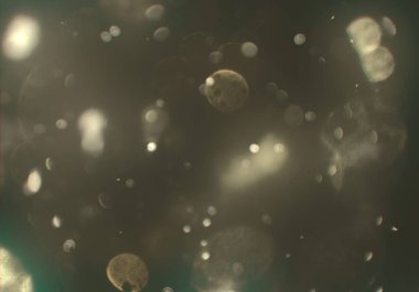 bokeh ile soyut arka plan, parlayan duvar kağıdı