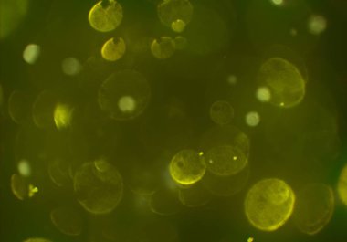 bokeh ve metin için alan ile soyut duvar kağıdı