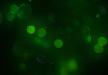 sihirli parlayan glitters duvar kağıdı, defokus bokeh ile soyut arka plan 