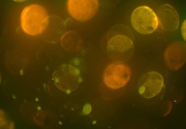 kopya alanı ile bokeh ışıkları dijital arka plan