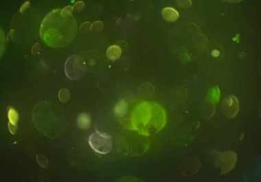 sihirli parlayan glitters duvar kağıdı, defokus bokeh ile soyut arka plan 