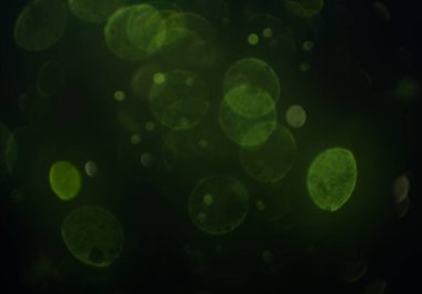 bokeh ve metin için alan ile soyut duvar kağıdı