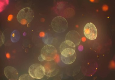 sihirli parlayan glitters duvar kağıdı, defokus bokeh ile soyut arka plan 