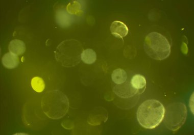 bokeh ve metin için alan ile soyut duvar kağıdı