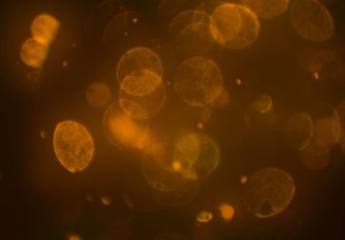 parlak sihirli parlayan glitters duvar kağıdı, defokus bokeh ile soyut arka plan 