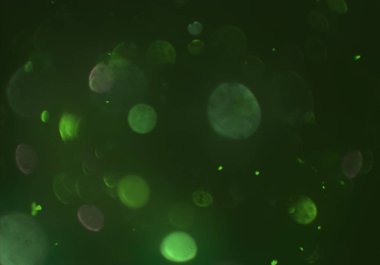 bokeh ve metin için alan ile soyut duvar kağıdı