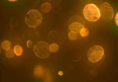 parlak sihirli parlayan glitters duvar kağıdı, defokus bokeh ile soyut arka plan 