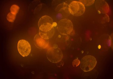 parlayan daireler, defokus bokeh ile soyut arka plan 