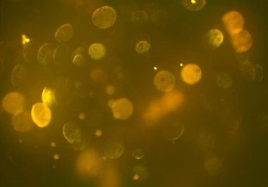 parlayan daireler, defokus bokeh ile soyut arka plan 