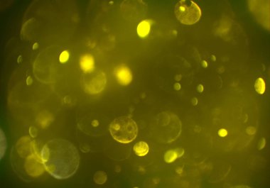 bokeh parlayan parıltılar defocused