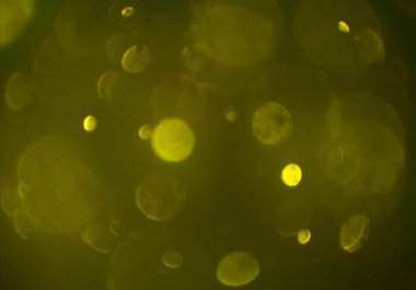 bokeh parlayan parıltılar defocused