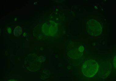 bokeh parlayan parıltılar defocused