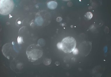 bokeh parlayan parıltılar defocused