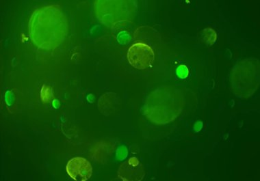 bokeh parlayan parıltılar defocused