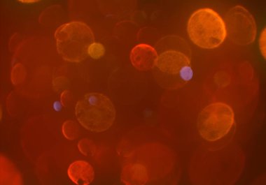 parlak bokeh ışıkları ile dijital duvar kağıdı 