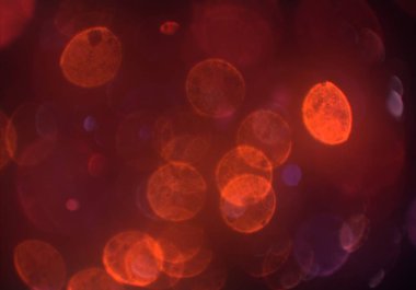 metin veya görüntü için alan ile bokeh arka plan