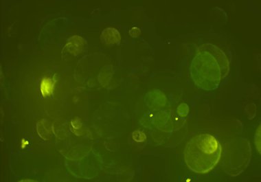 parlak bokeh parlayan parıltılar