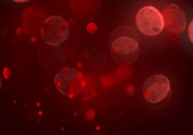 kırmızı ve beyaz arkaplan