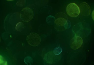 metin veya görüntü için alan ile bokeh arka plan