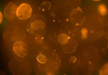 parlak bokeh parlayan parıltılar