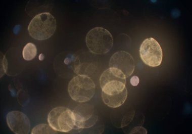 parlak bokeh parlayan parıltılar