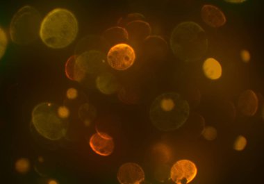 parlak bokeh parlayan parıltılar