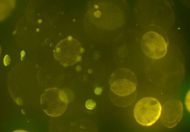 parlak bokeh parlayan parıltılar