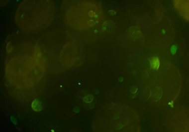 parlak bokeh parlayan parıltılar