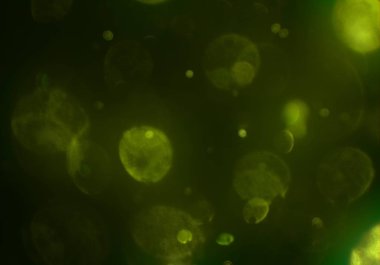 parlayan parlak bokeh parlayan parıltılar