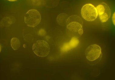 parlayan parlak bokeh parlayan parıltılar