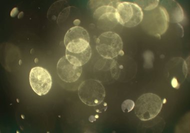 parlayan parlak bokeh parlayan parıltılar