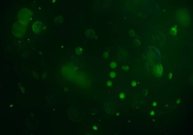 parlayan parlak bokeh parlayan parıltılar