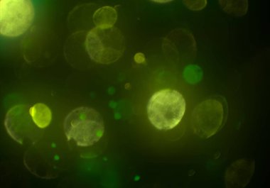 bokeh ve metin için alan ile soyut duvar kağıdı