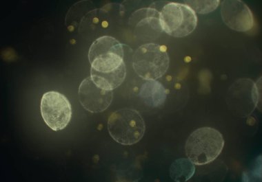 bokeh ve metin için alan ile soyut duvar kağıdı