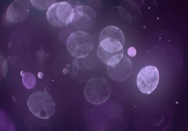 metin veya görüntü için alan ile bokeh arka plan