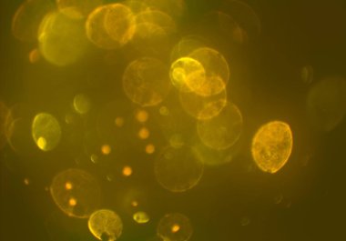 parlayan parlak bokeh parlayan parıltılar