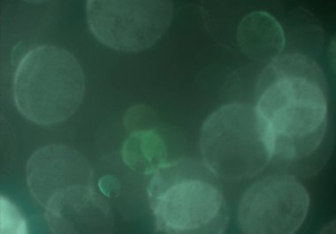 parlayan parlak bokeh parlayan parıltılar