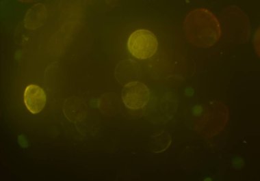 parlayan parlak bokeh parlayan parıltılar