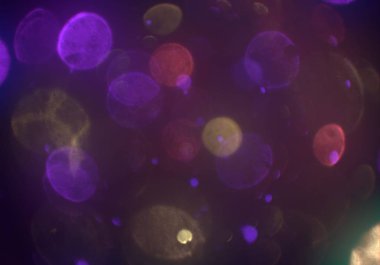 metin veya görüntü için alan ile bokeh arka plan