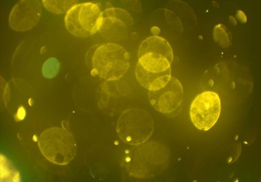 ışıltılar ile ışıltılı bokeh arka plan