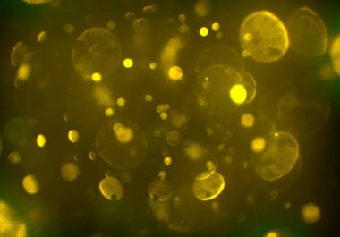 bokeh ışıkları ile soyut duvar kağıdı