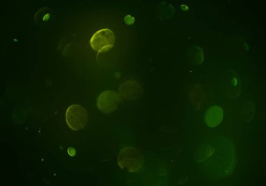 Bokeh ışıkları ile soyut arkaplan